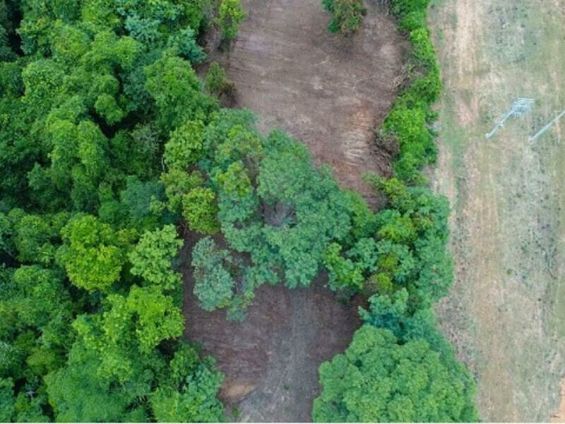 Imagem de compartilhamento para o artigo MP investiga corte ilegal de árvores e desmatamento em Coxim da MS Todo dia